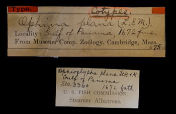 Media type: image;   Invertebrate Zoology OPH-675 Description: Original handwritten specimen labels;  Aspect: labels